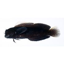 Cirripectes filamentosus (Alleyne et Macleay, 1877)