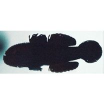 Paragobiodon echinocephalus (Ruppell, 1830)