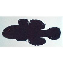 Paragobiodon echinocephalus (Ruppell, 1830)