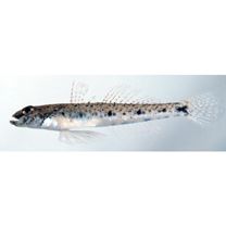 Favonigobius gymnauchen (Bleeker, 1860)