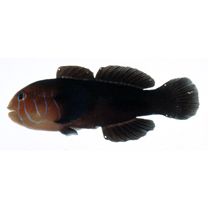 Gobiodon quinquestrigatus (Valenciennes, 1837)