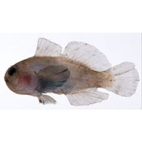 Gobiodon winterbottomi Suzuki, Yano et Senou, 2012