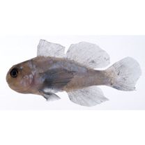 Gobiodon winterbottomi Suzuki, Yano et Senou, 2012