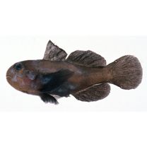 Gobiodon winterbottomi Suzuki, Yano et Senou, 2012