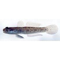 Istigobius campbelli (Jordan et Snyder, 1901)