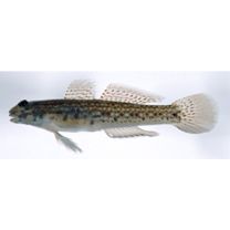 Istigobius campbelli (Jordan et Snyder, 1901)