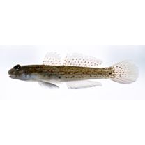 Istigobius campbelli (Jordan et Snyder, 1901)