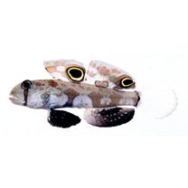 Signigobius biocellatus Hoese et Allen, 1977