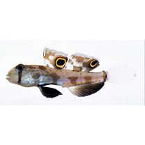 Signigobius biocellatus Hoese et Allen, 1977