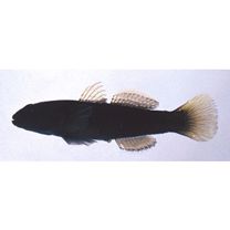 Tridentiger bifasciatus Steindachner, 1881