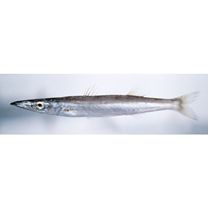 Sphyraena japonica Bloch and Schneider, 1801