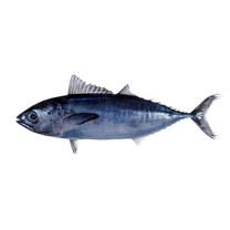 Thunnus tonggol (Bleeker, 1851)