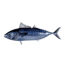 Thunnus tonggol (Bleeker, 1851)