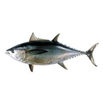 Thunnus tonggol (Bleeker, 1851)