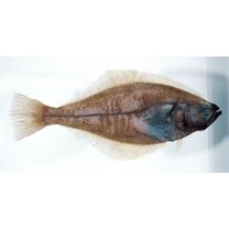 Hippoglossoides dubius Schmidt, 1904