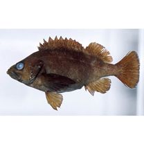 Sebastes taczanowskii (Steindachner, 1880)