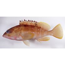 Epinephelus fasciatus (Forsskal, 1775)