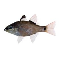 Ostorhinchus notatus (Houttuyn, 1782)