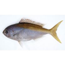 Paracaesio xanthura (Bleeker, 1869)