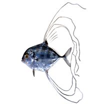 Alectis ciliaris (Bloch, 1787)