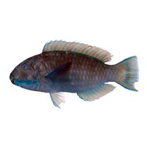 Chlorurus microrhinos (Bleeker, 1854)