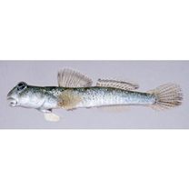 Periophthalmus modestus Cantor, 1842