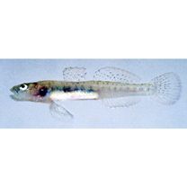 Gymnogobius macrognathos (Bleeker, 1860)