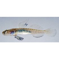 Gymnogobius macrognathos (Bleeker, 1860)