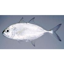 Caranx melampygus Cuvier, 1833