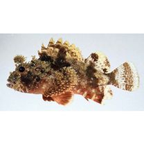 Scorpaenidae sp