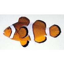 Amphiprion ocellaris Cuvier, 1830