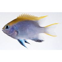 Neoglyphidodon melas (Cuvier, 1830)