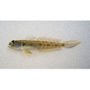 Oxyurichthys lonchotus (Jenkins, 1903)
