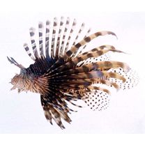 Pterois volitans (Linnaeus, 1758)