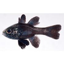 Apogonichthyoides melas (Bleeker, 1848)