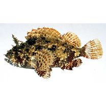 Scorpaenidae sp