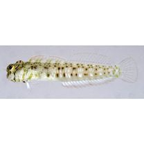 Glyptoparus delicatulus Smith, 1959