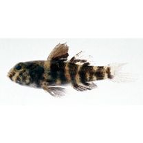 Dotsugobius bleekeri (Popta, 1921)