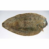 "Synaptura marginata" of Ochiai in Masuda et al. (1984)