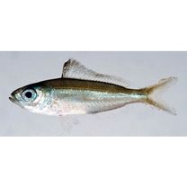 Paracaesio xanthura (Bleeker, 1869)