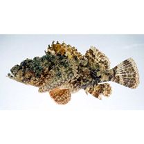 Scorpaenopsis ramaraoi Randall et Eschmeyer, 2002