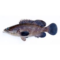Epinephelus coeruleopunctatus (Bloch, 1790)
