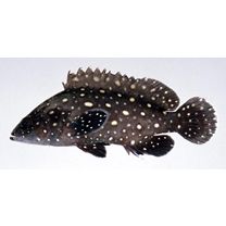 Epinephelus coeruleopunctatus (Bloch, 1790)