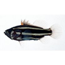 Grammistes sexlineatus (Thunberg, 1792)