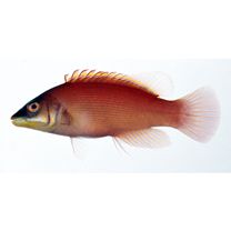 Pseudocheilinus evanidus Jordan et Evermann, 1903