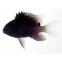 Stegastes albifasciatus (Schlegel et Muller, 1839)