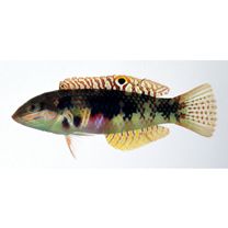 Halichoeres margaritaceus (Valenciennes, 1839)