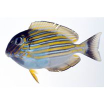 Acanthurus lineatus (Linnaeus, 1758)