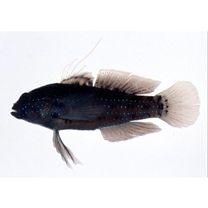 Asterropteryx semipunctata Ruppell, 1830