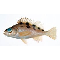 Sebastes joyneri Gunther, 1878